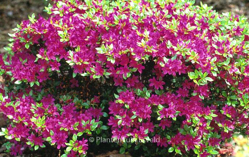 Rhododendron ‚Kanpai‘ (Azalea)