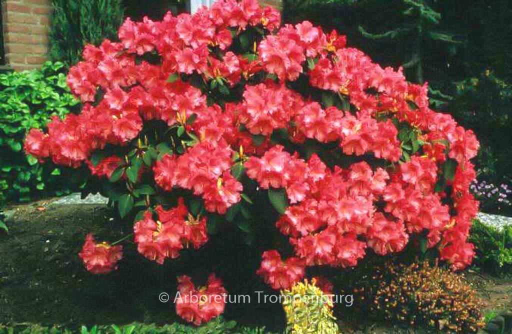 Rhododendron ‚Karin‘