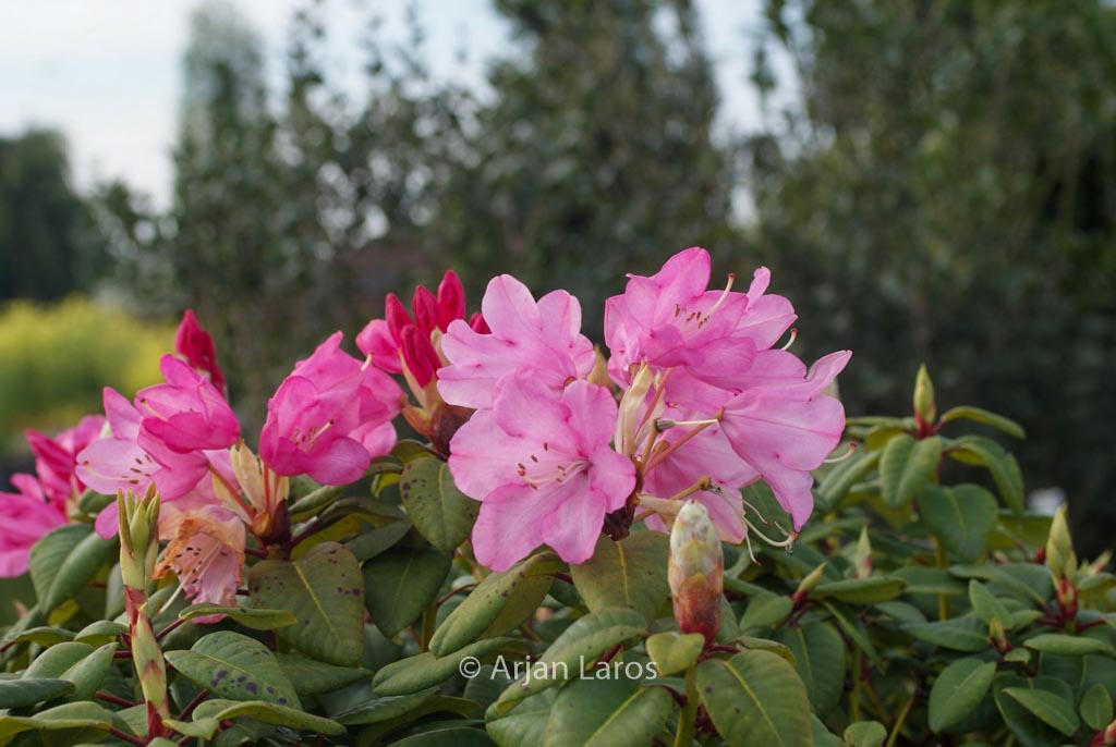 Rhododendron ‚Karl Foerster‘