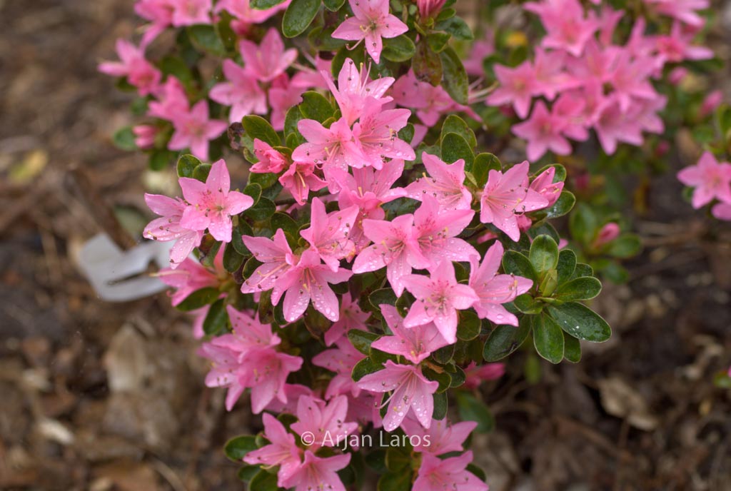 Rhododendron ‚Katsura-no-hana‘ (Azalea)