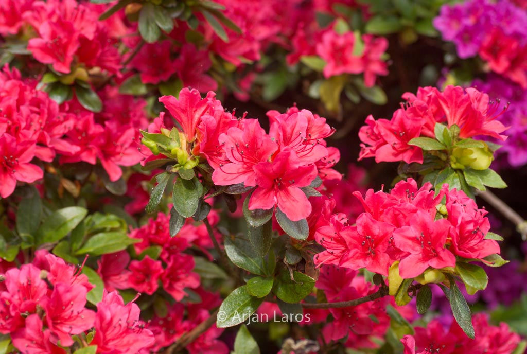 Rhododendron ‚Kazuko‘ (GEISHA RED) (Azalea)