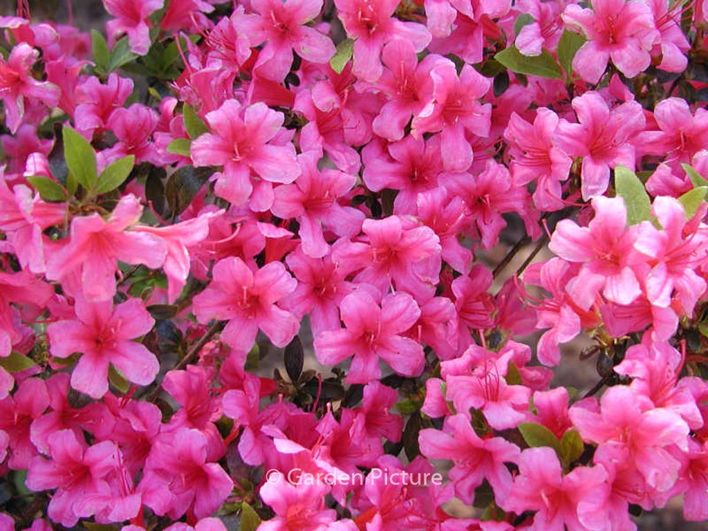 Rhododendron ‚Kermesina‘ (Azalea)