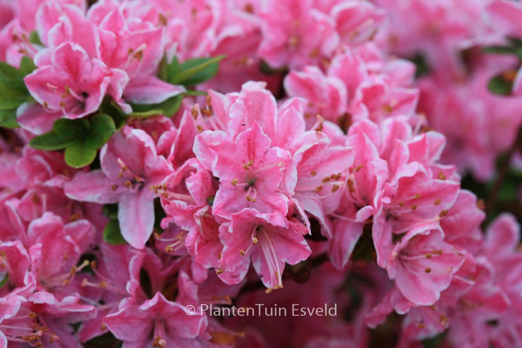 Rhododendron ‚Kermesina Rose‘ (Azalea)