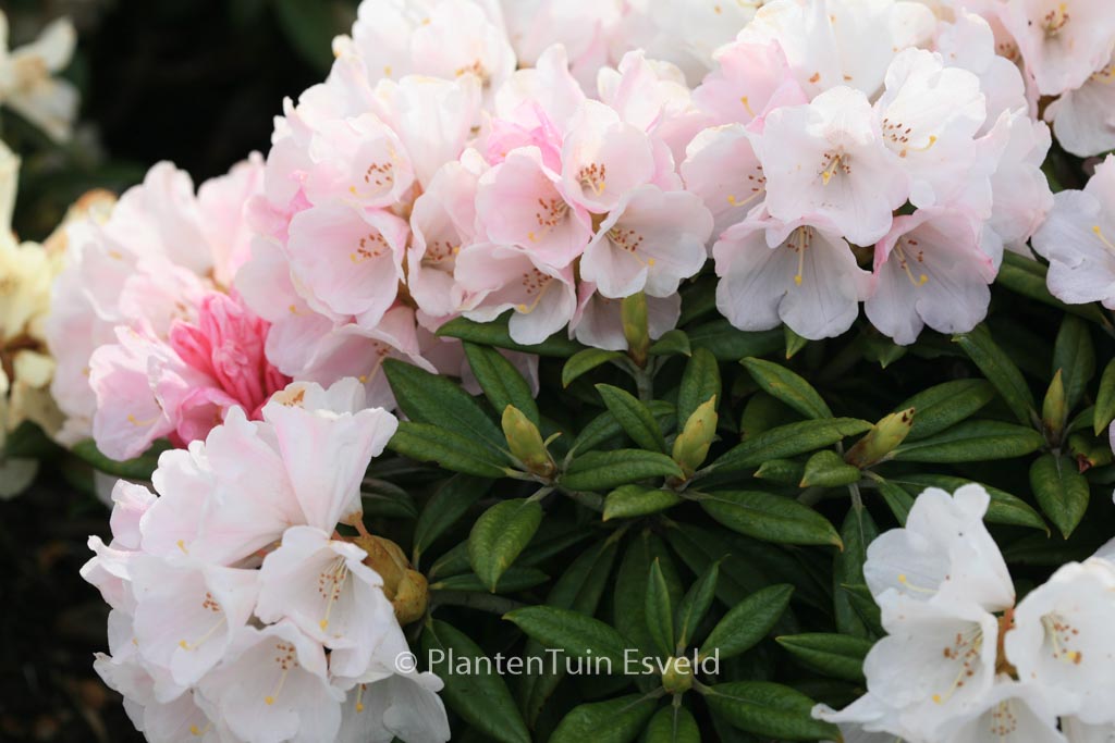 Rhododendron ‚Kings Ride‘