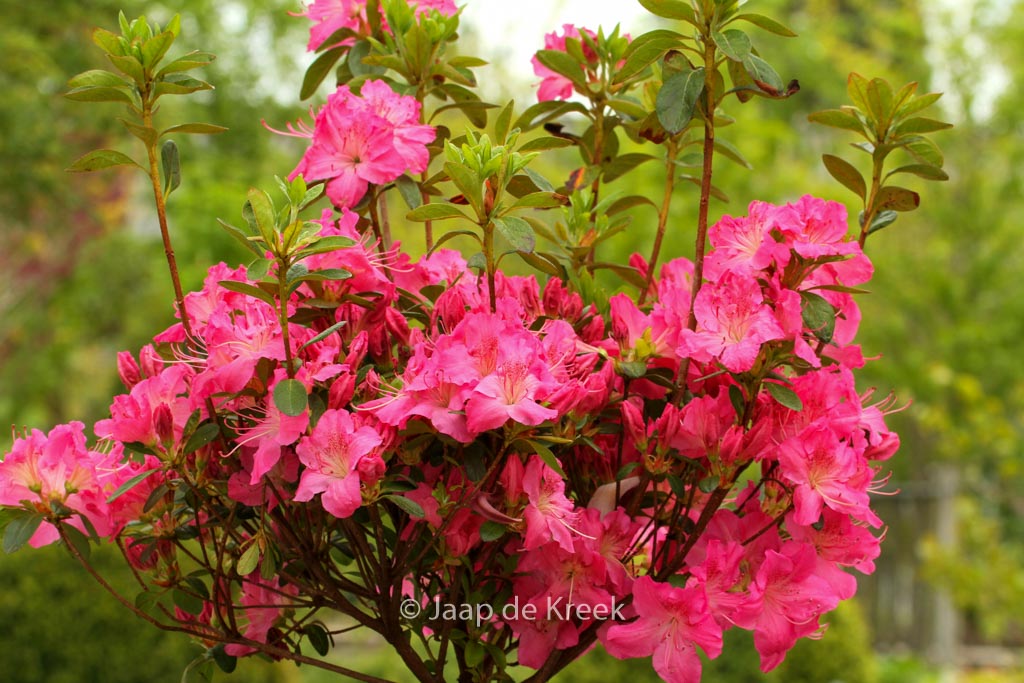 Rhododendron ‚Kirstin‘ (Azalea)