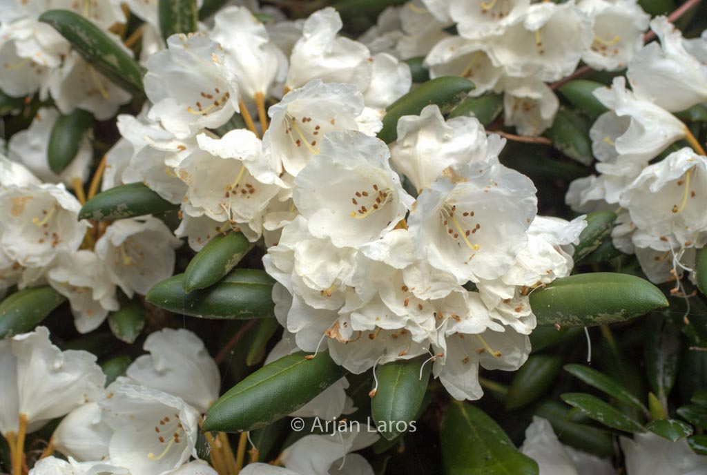 Rhododendron ‚Koichiro Wada‘