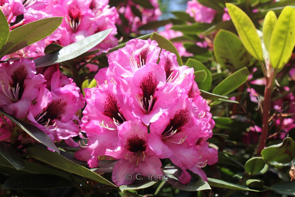 Rhododendron ‚Kokardia‘