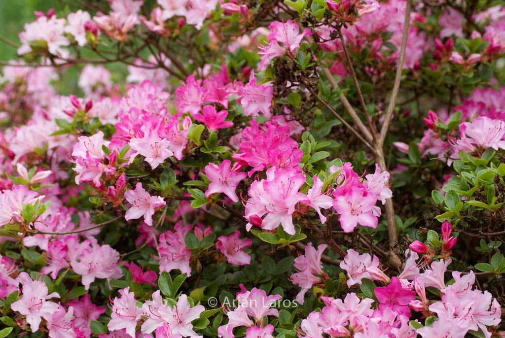 Rhododendron ‚Kome kulshan‘ (Azalea)
