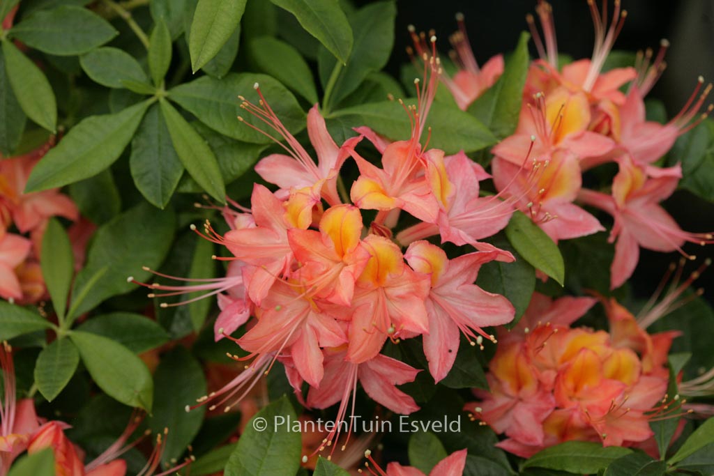 Rhododendron ‚Koningin Emma‘ (Azalea)