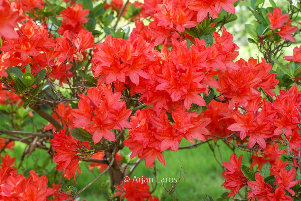 Rhododendron ‚Koster’s Brilliant Red‘ (Azalea
