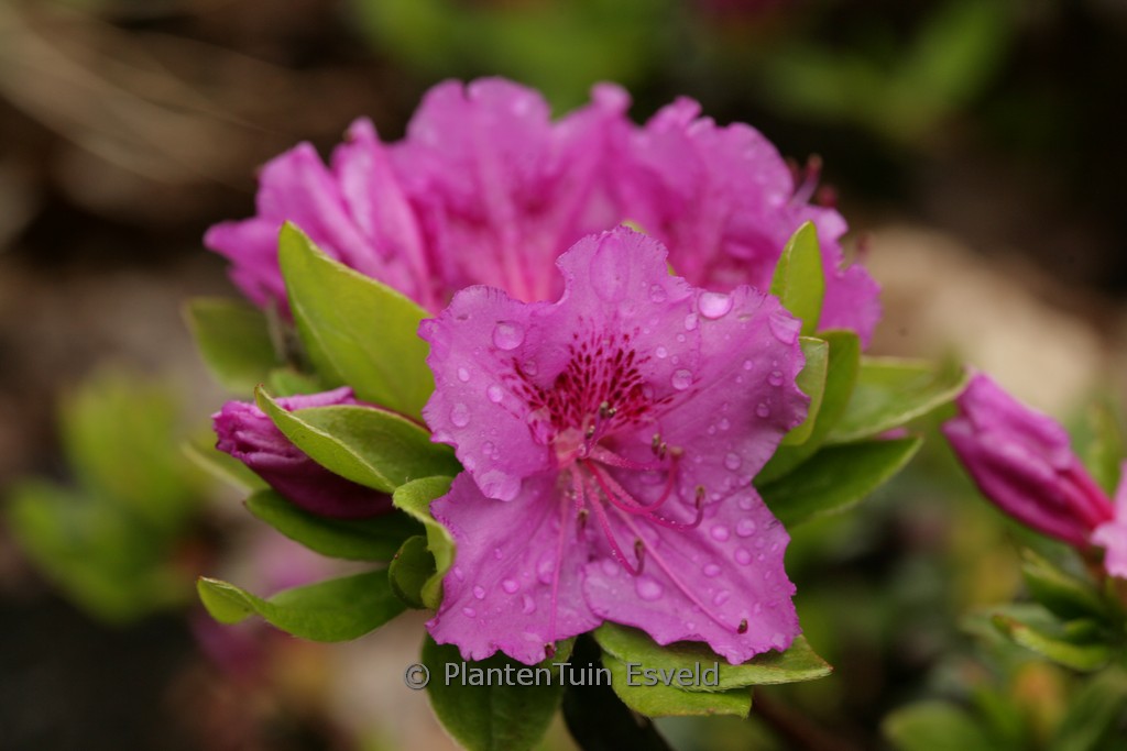 Rhododendron ‚Königstein‘ (Azalea)