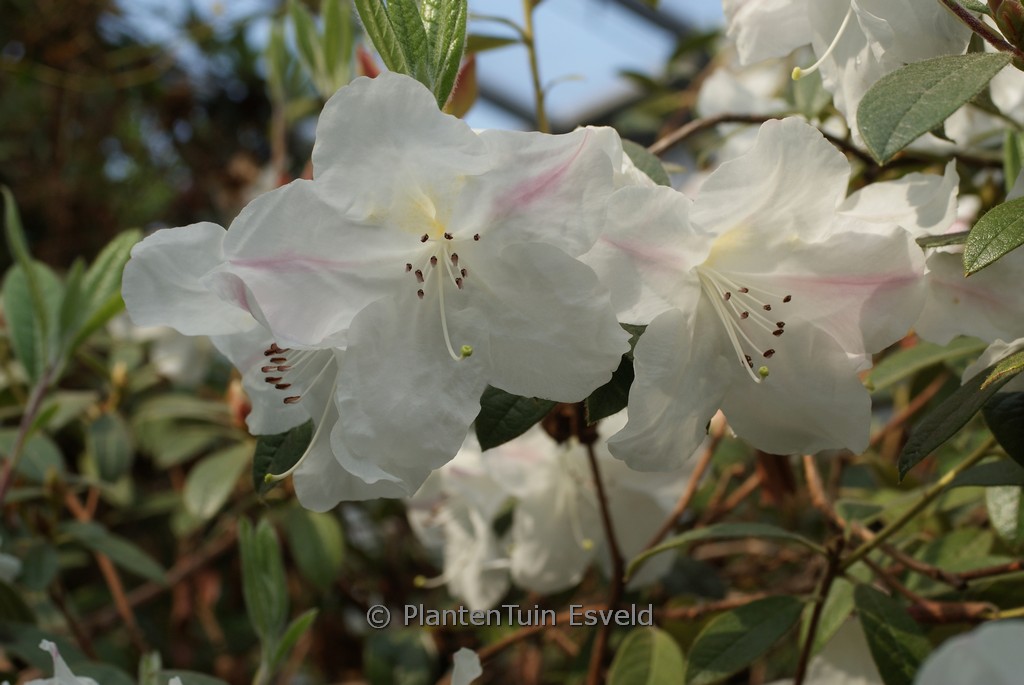 Rhododendron ‚Lady Alice Fitzwilliam‘
