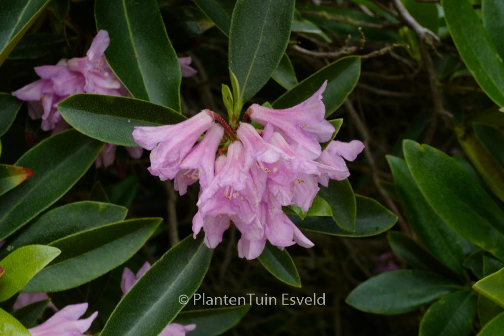 Rhododendron ‚Laetevirens‘