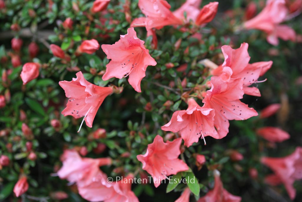 Rhododendron ‚Late Love‘