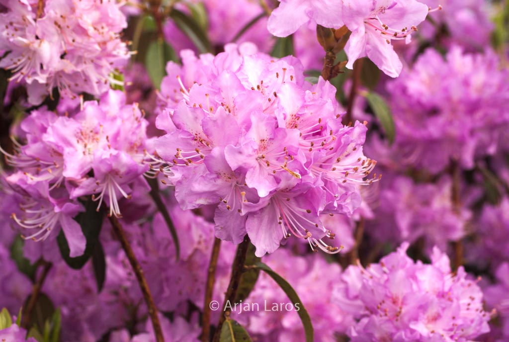 Rhododendron ‚Lavendula‘