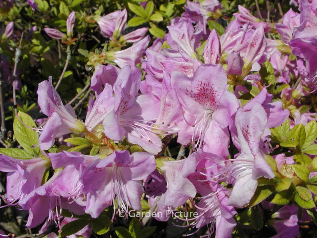 Rhododendron ‚Ledicanense‘ (Azalea)