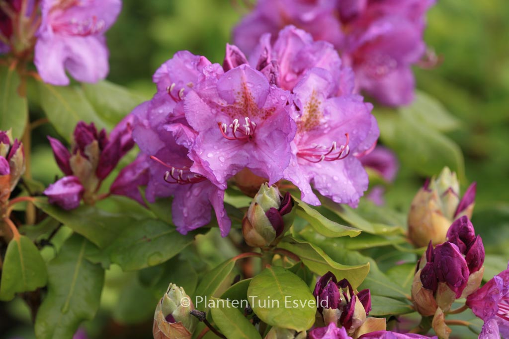 Rhododendron ‚Lee’s Dark Purple‘