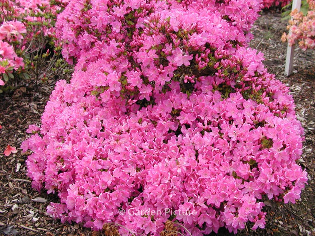 Rhododendron ‚Lilac Diamond‘ (Azalea)