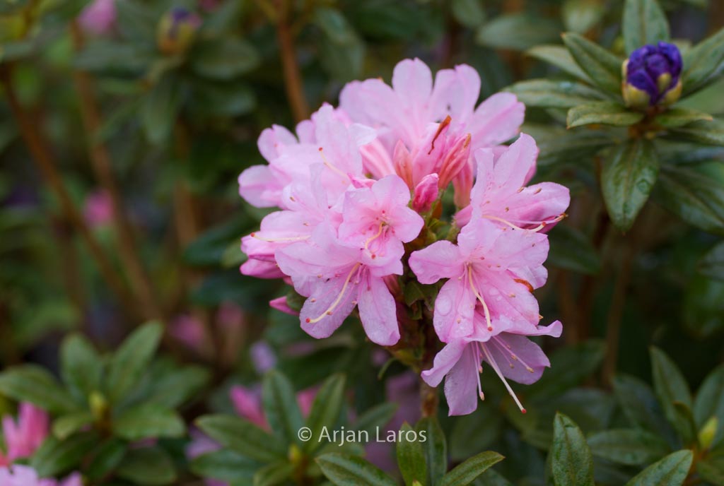 Rhododendron ‚Lilian Harvey‘