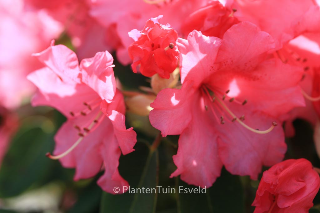 Rhododendron ‚Linda‘
