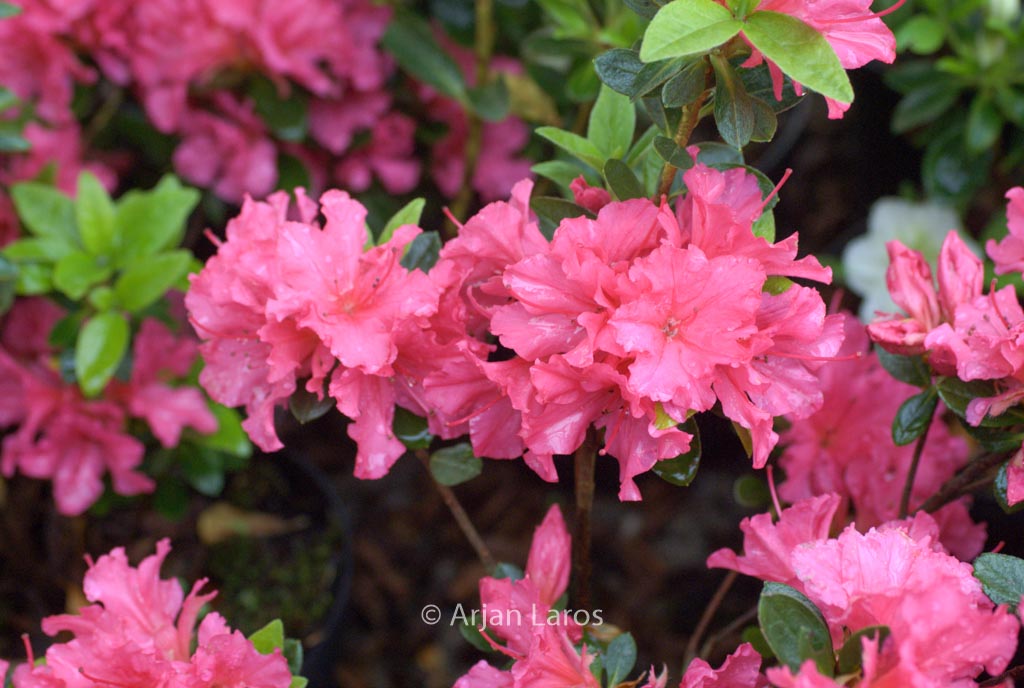 Rhododendron ‚Little Beauty‘ (Azalea)