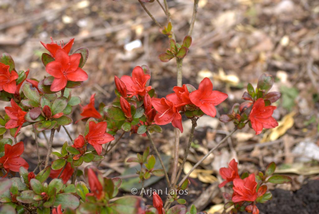 Rhododendron ‚Lola‘ (Azalea)