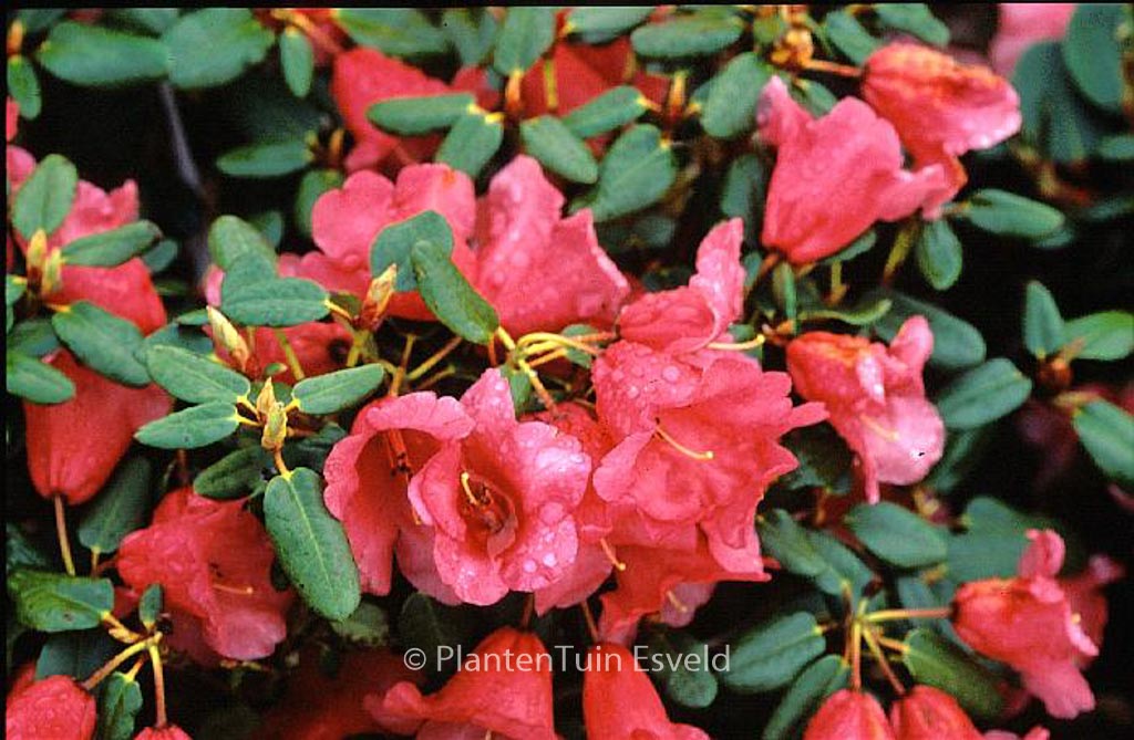 Rhododendron ‚Lovely William‘