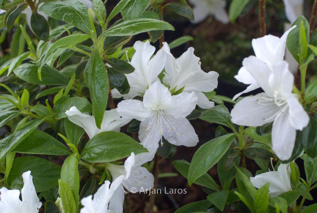 Rhododendron ‚Luzi‘ (Azalea)