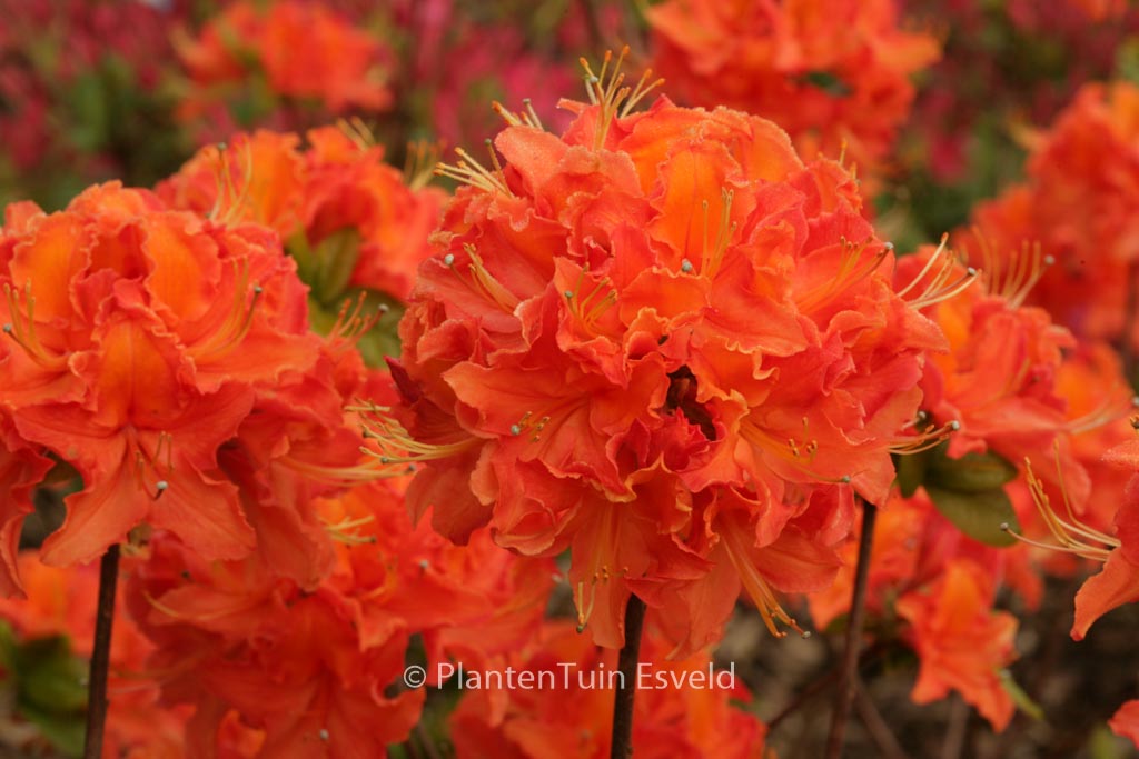 Rhododendron ‚Mandarin Lights‘ (Azalea)