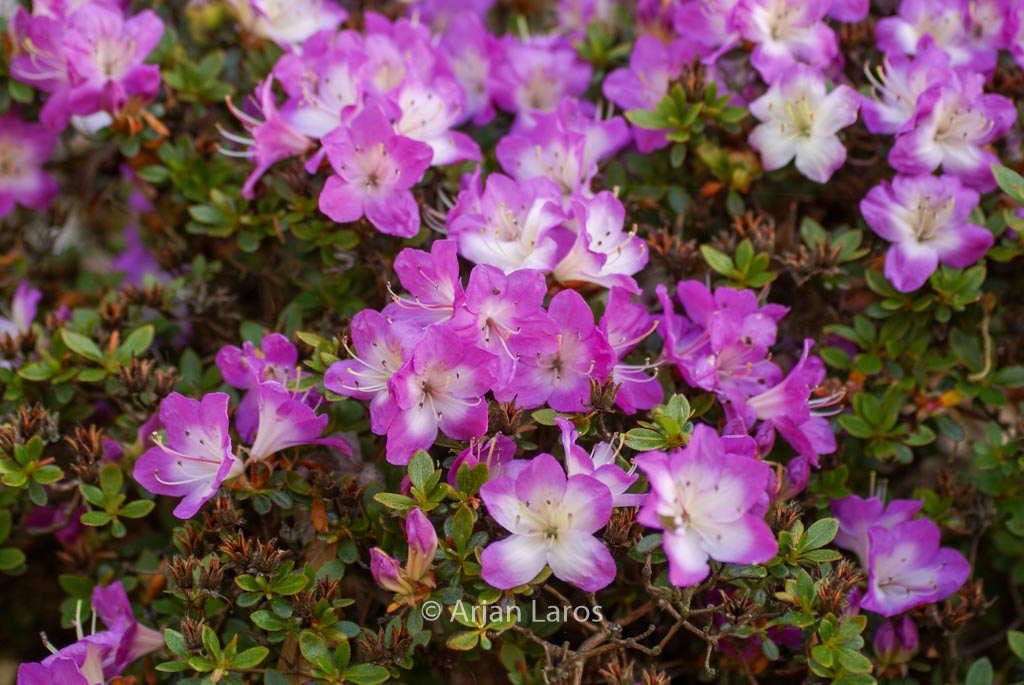 Rhododendron ‚Mangetsu‘ (Azalea)