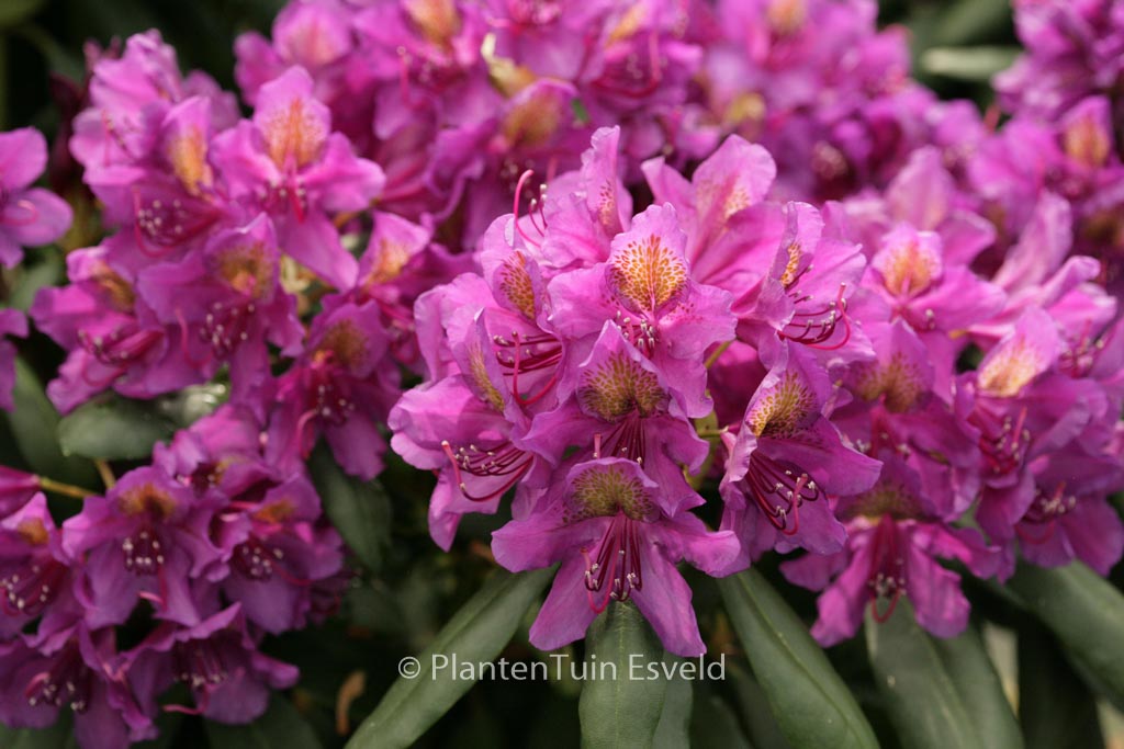 Rhododendron ‚Marcel Menard‘