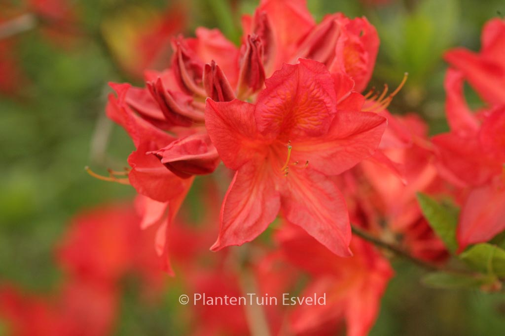 Rhododendron ‚Marconi‘ (Azalea)