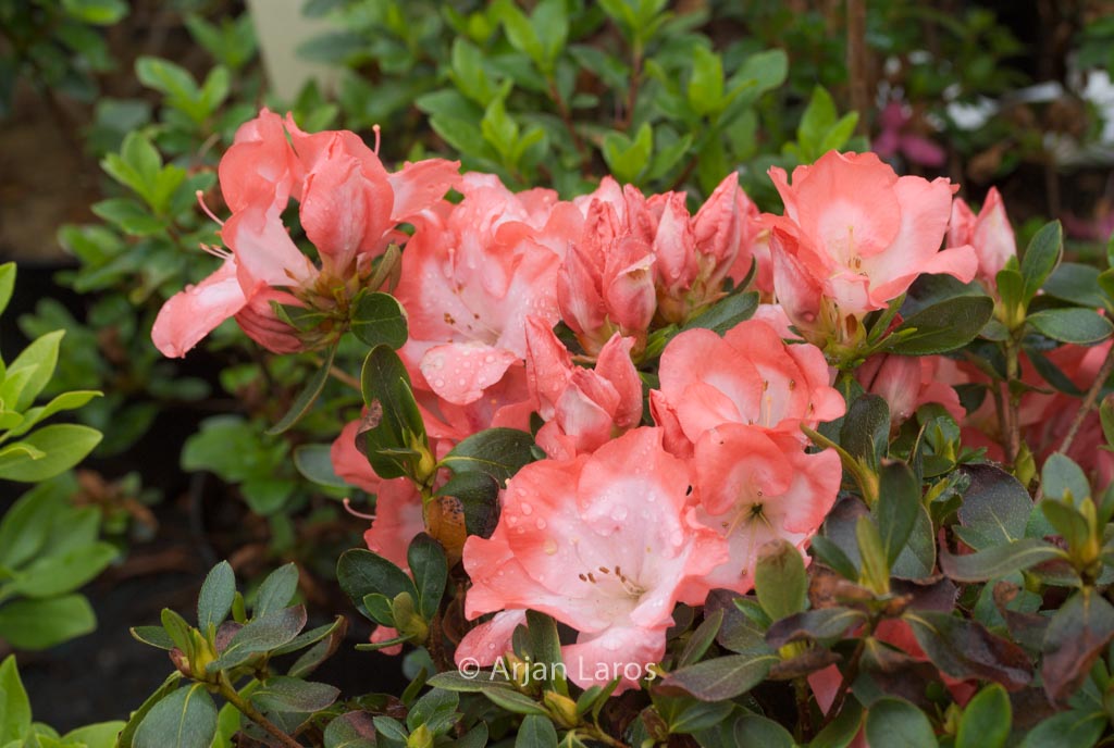 Rhododendron ‚Margaret Douglas‘ (Azalea)