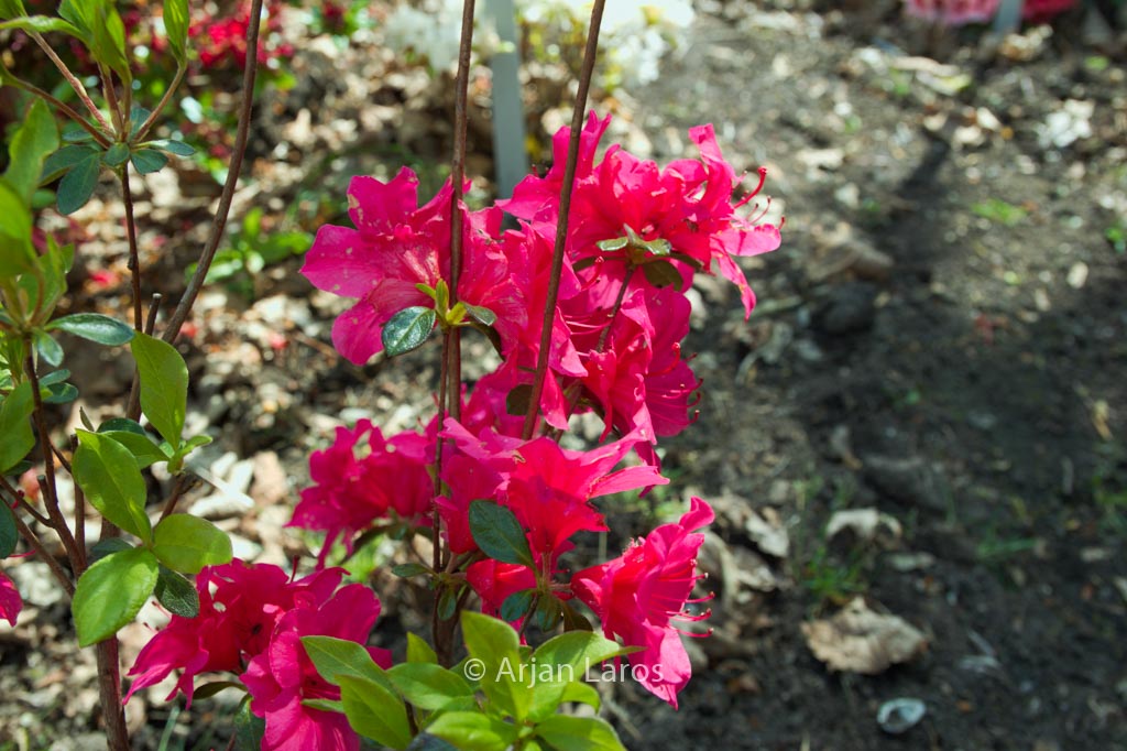 Rhododendron ‚Marie‘ (Azalea)