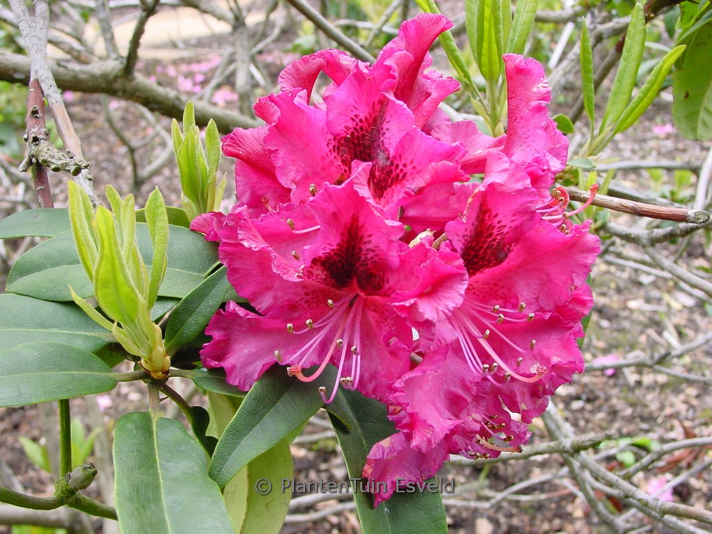 Rhododendron ‚Marie Forte‘