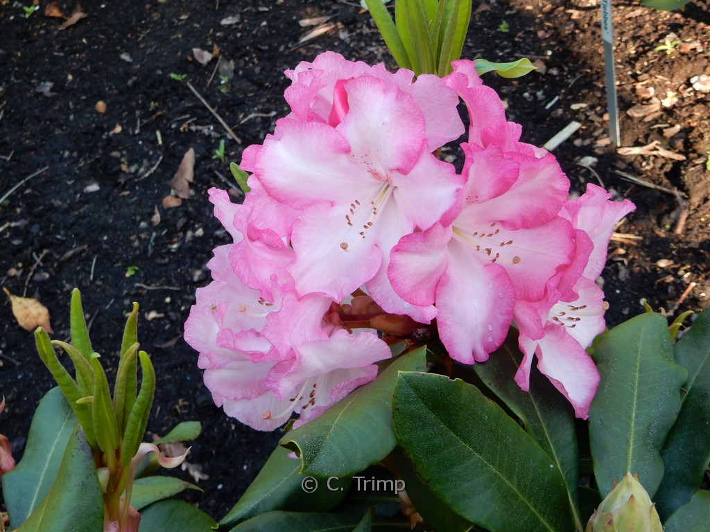 Rhododendron ‚Marinus Koster‘