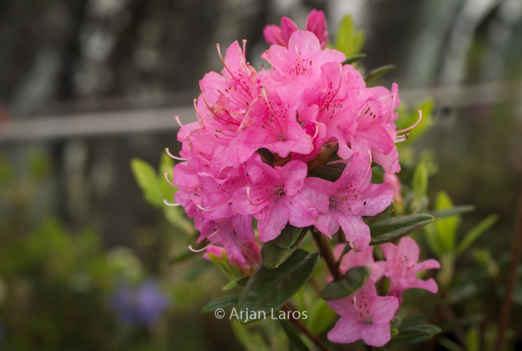Rhododendron ‚Martine‘