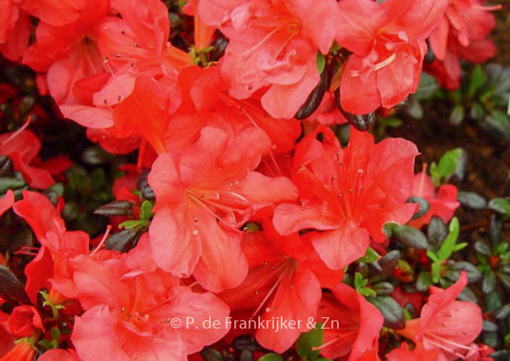 Rhododendron ‚Maruschka‘ (Azalea)