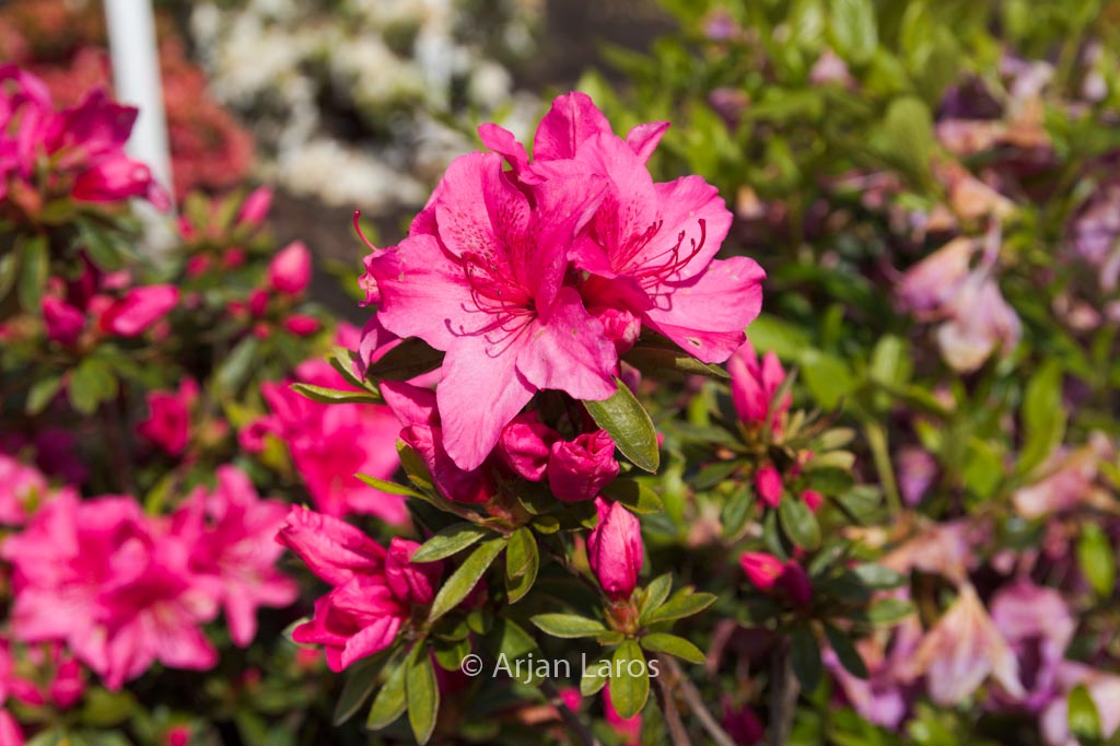 Rhododendron ‚Maxwellii‘