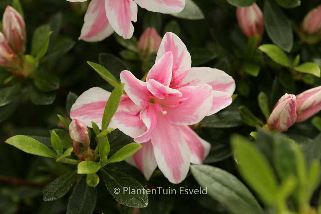 Rhododendron ‚Melle‘