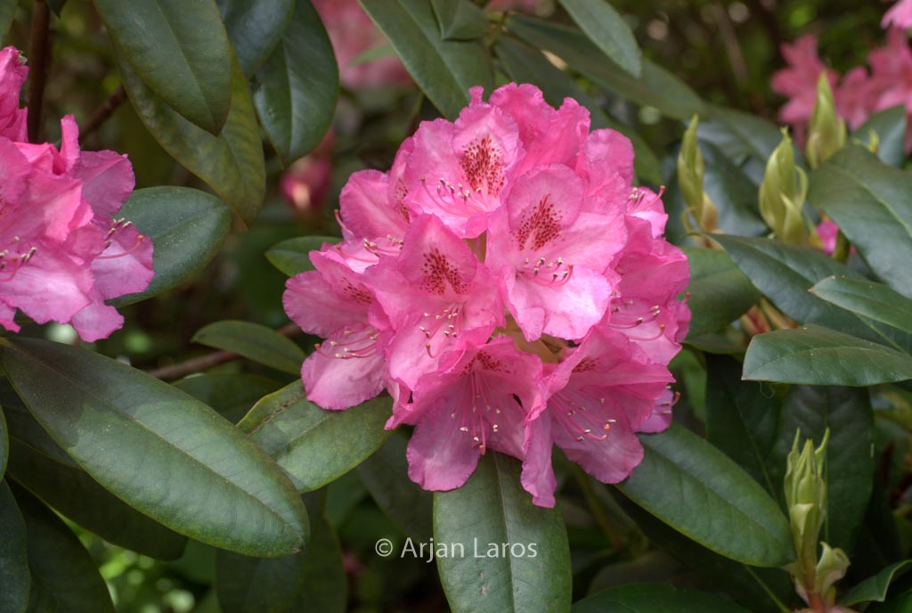 Rhododendron ‚Merveille de Boskoop‘