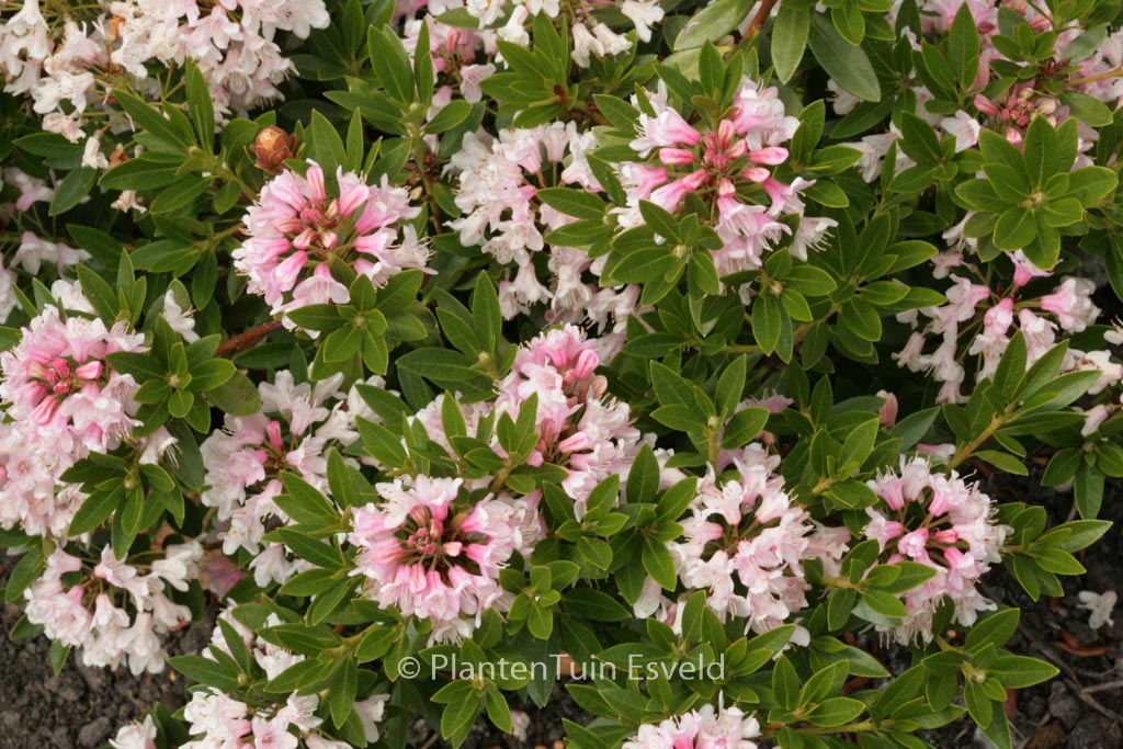 Rhododendron ‚Microhirs3‘ (Nugget by Bloombux