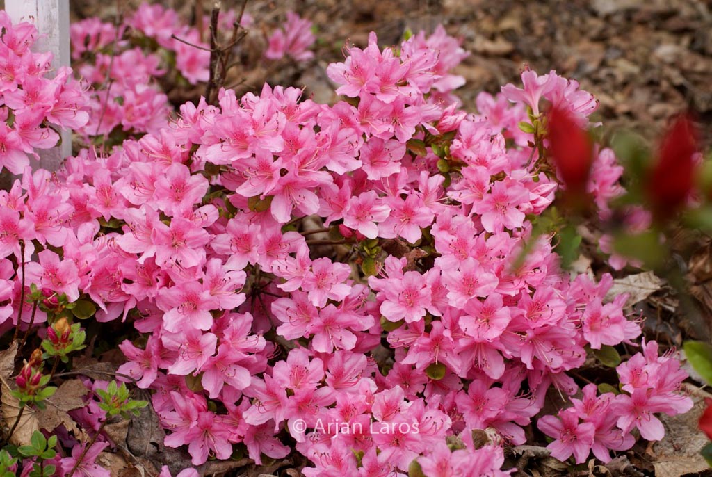 Rhododendron ‚Mie-no-umi‘ (Azalea)