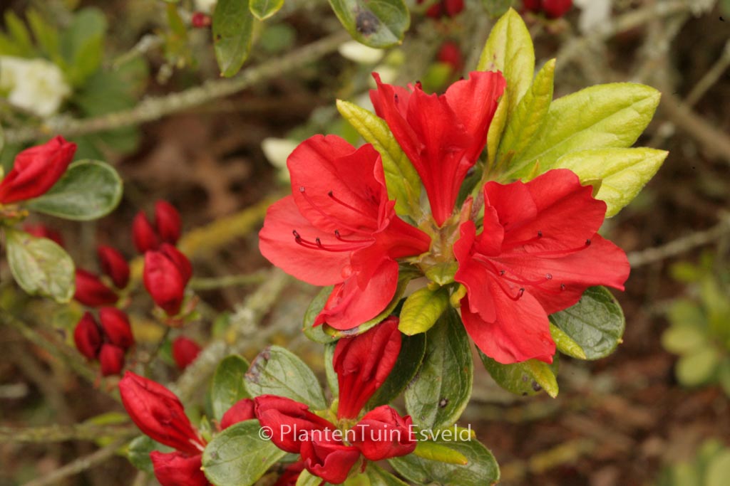 Rhododendron ‚Mijnheer Oscar Wuyts‘ (Azalea)
