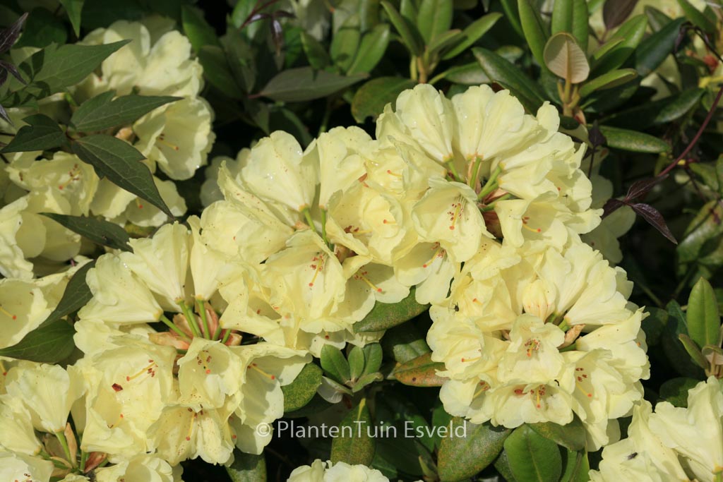 Rhododendron ‚Millennium Gold‘