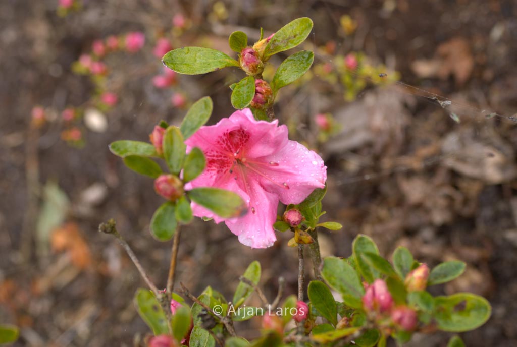 Rhododendron ‚Mimi‘ (Azalea)