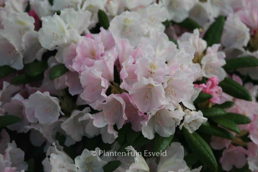 Rhododendron ‚Mist Maiden‘