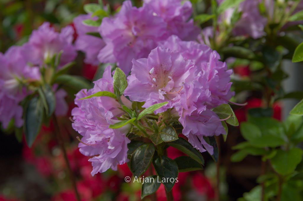 Rhododendron ‚Mme Boussaert‘ (Azalea)