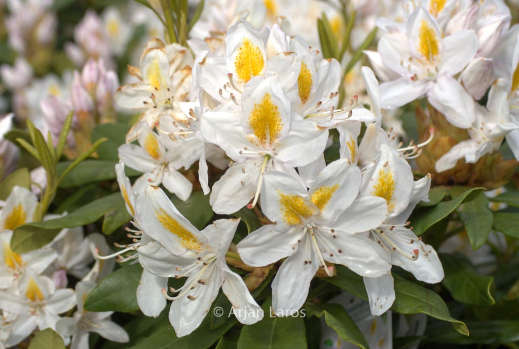 Rhododendron ‚Mme Masson‘
