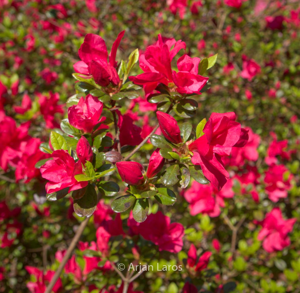 Rhododendron ‚Moederkensdag‘ (Azalea)